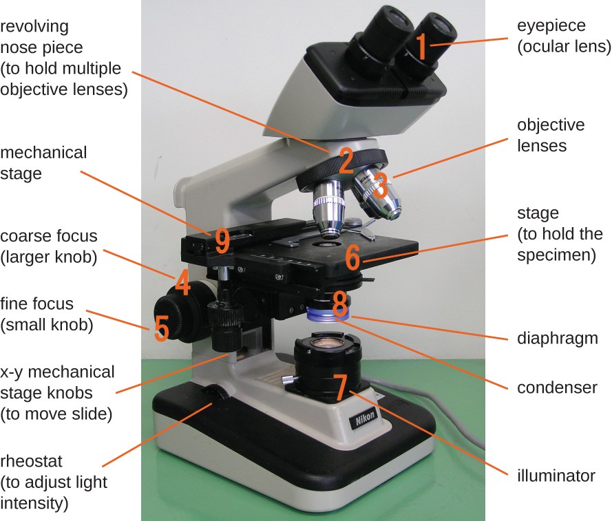 Microscope compound parts labeled diagram use functions binocular labelled labels monocular two does magnification used scope has step